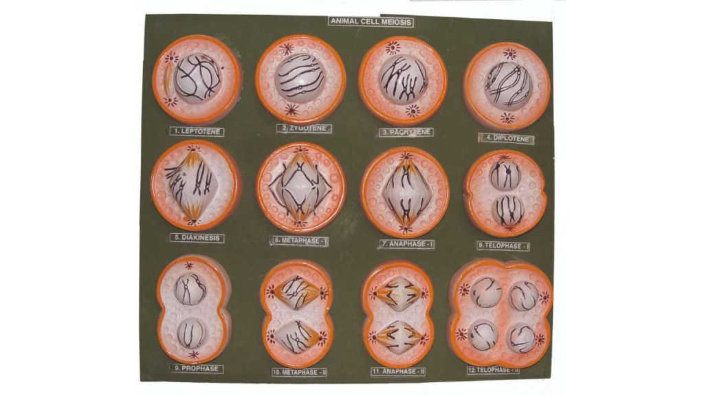 Animal Cell Meiosis