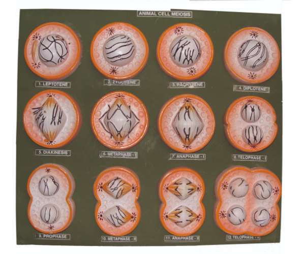 Animal Cell Meiosis