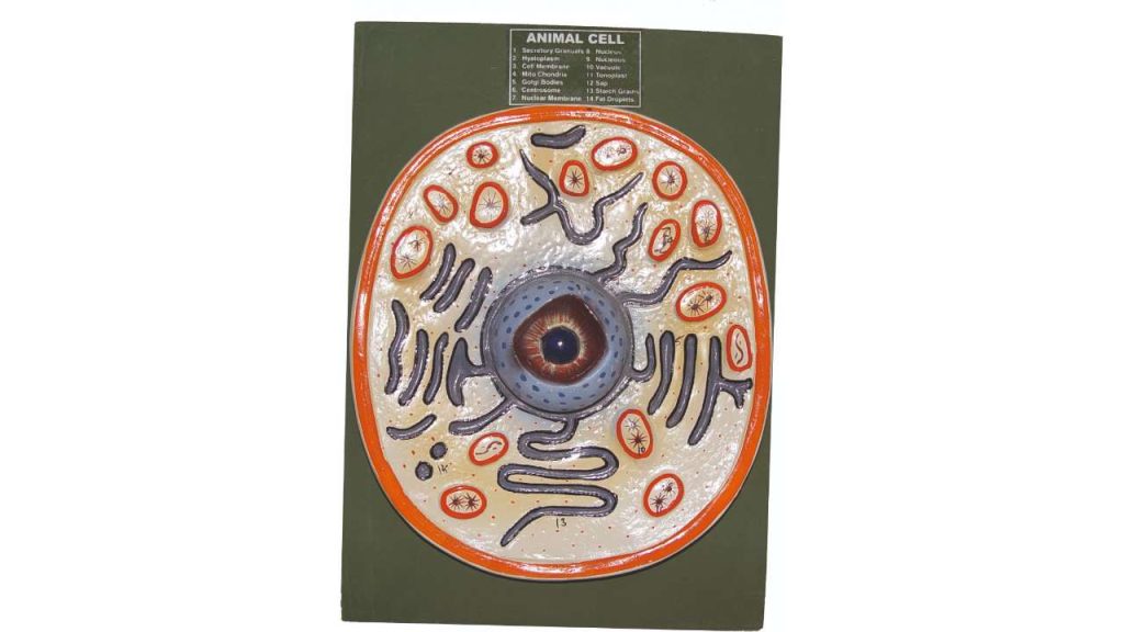 Animal Cell