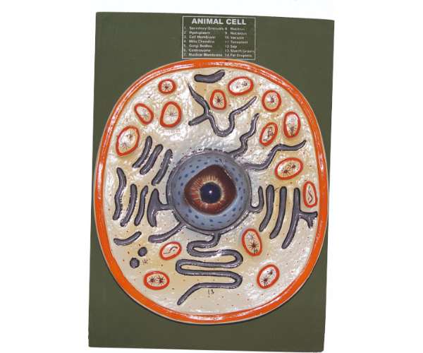 Animal Cell