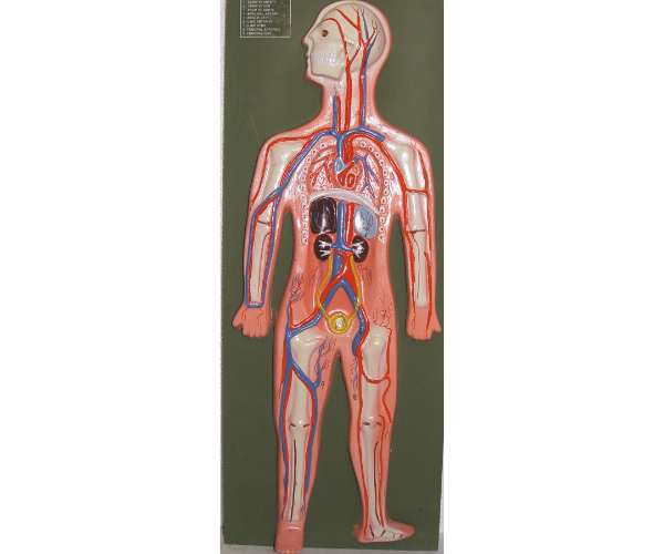 Blood Circulatory