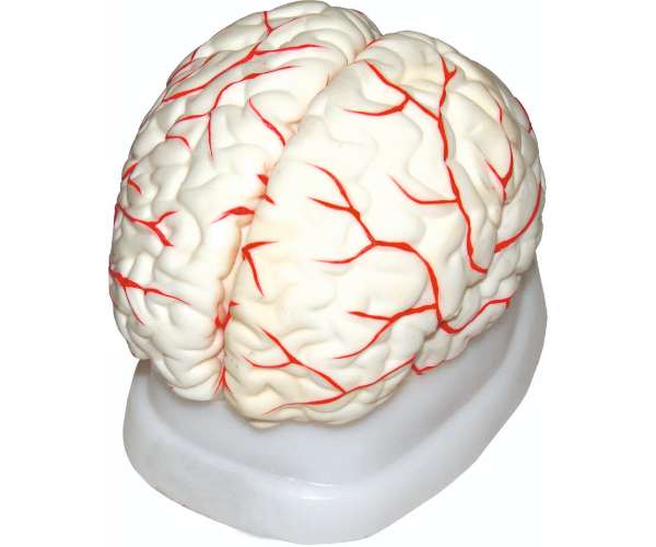 Brain Model & Arterial Supply Plastic