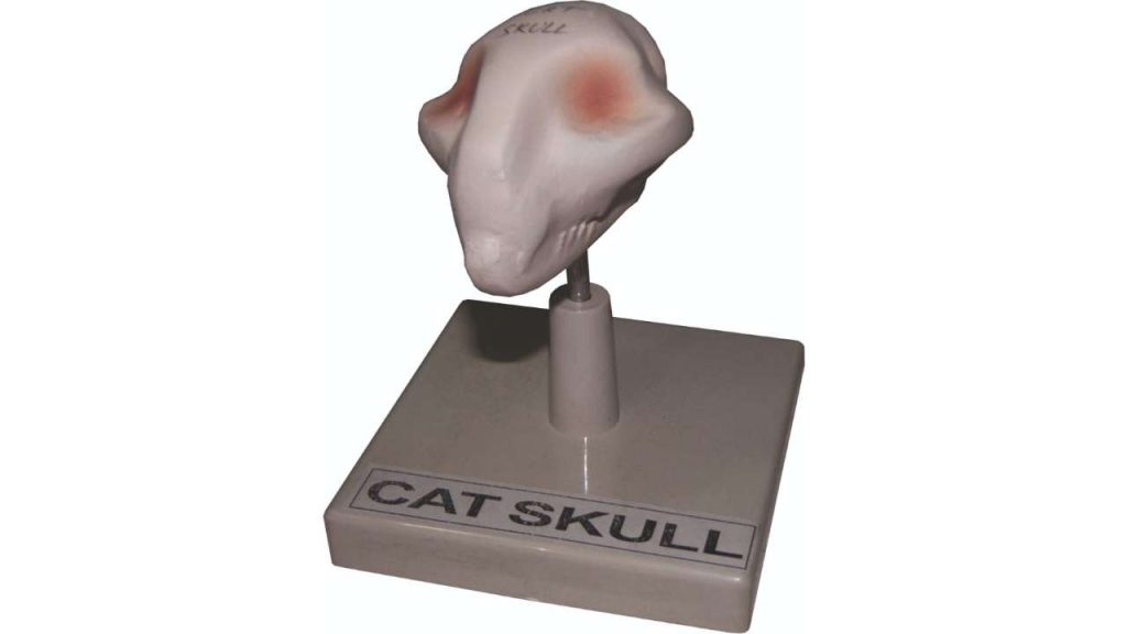 Cat skull