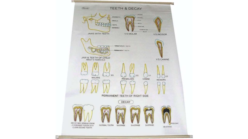 Charts (Polyart Sheet)