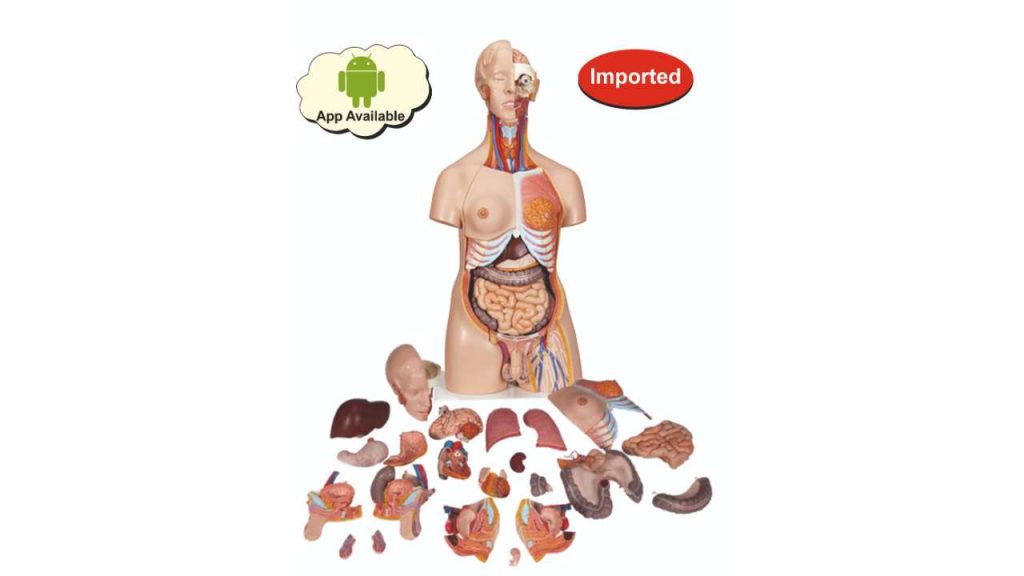 DELUXE DUAL SEX TORSO SB2003