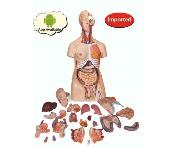 Deluxe Dual Sex Torso