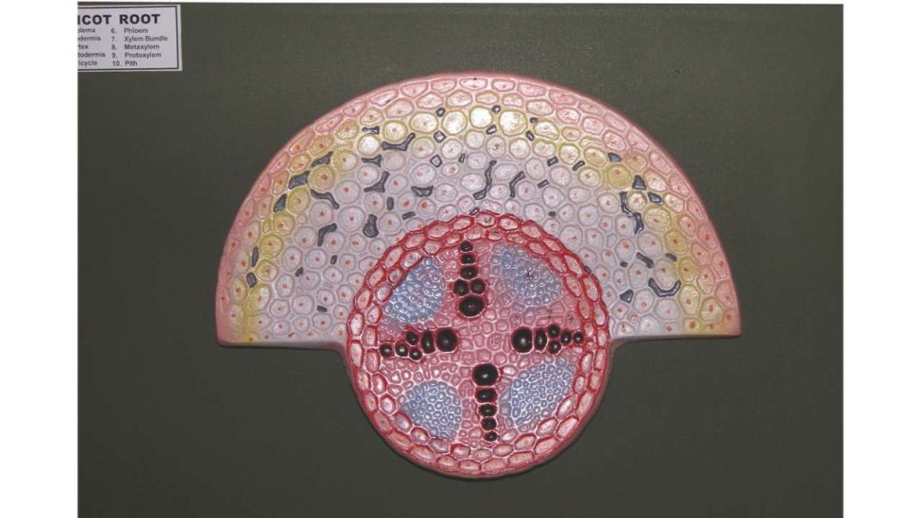 Dicot Root