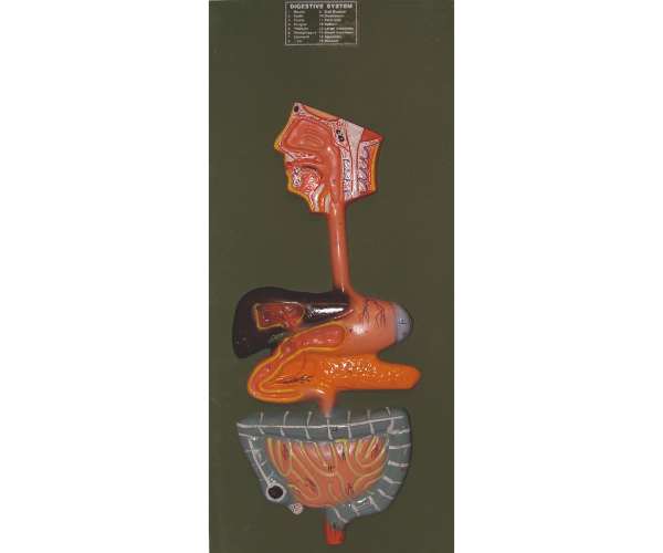 Digestive System