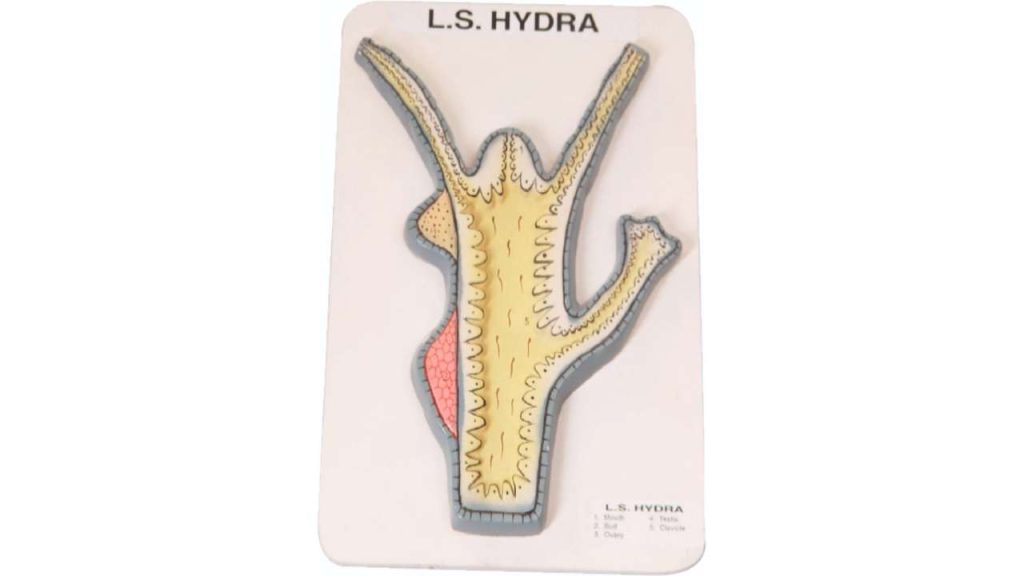 DNA (Deoxyribo-nucleic Acid)