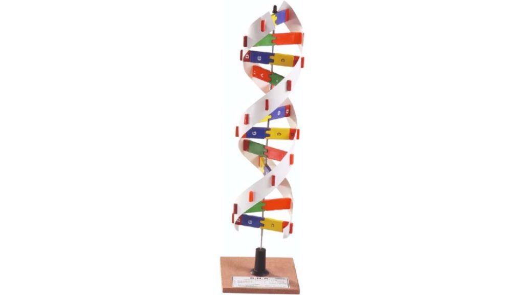 DNA Model (Helical)