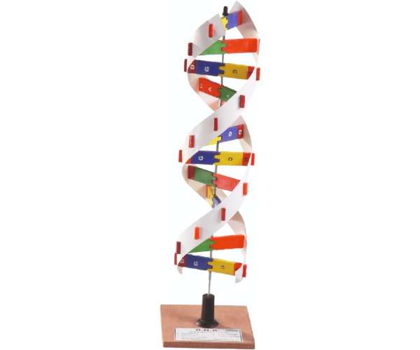 Dna Model (Helical)