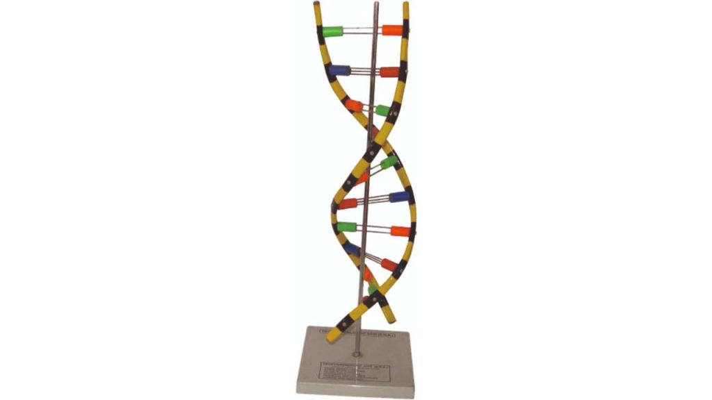 DNA Model (Helical)