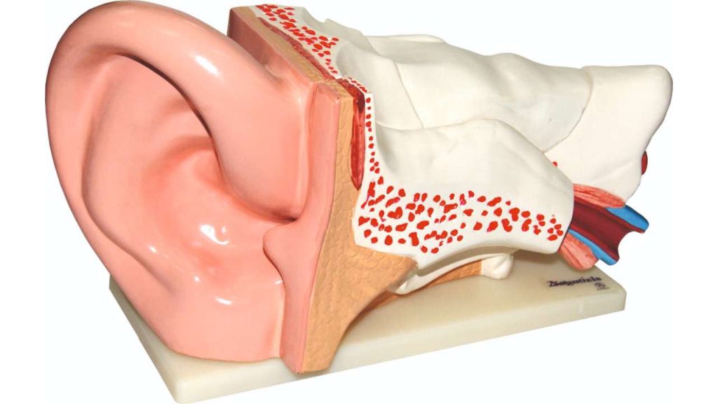Ear Model