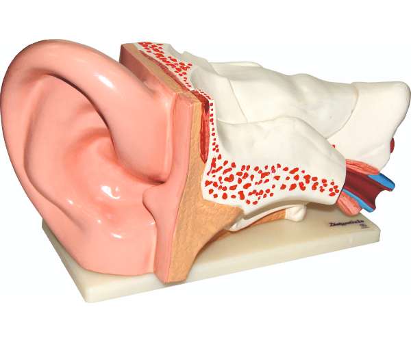 Ear Model