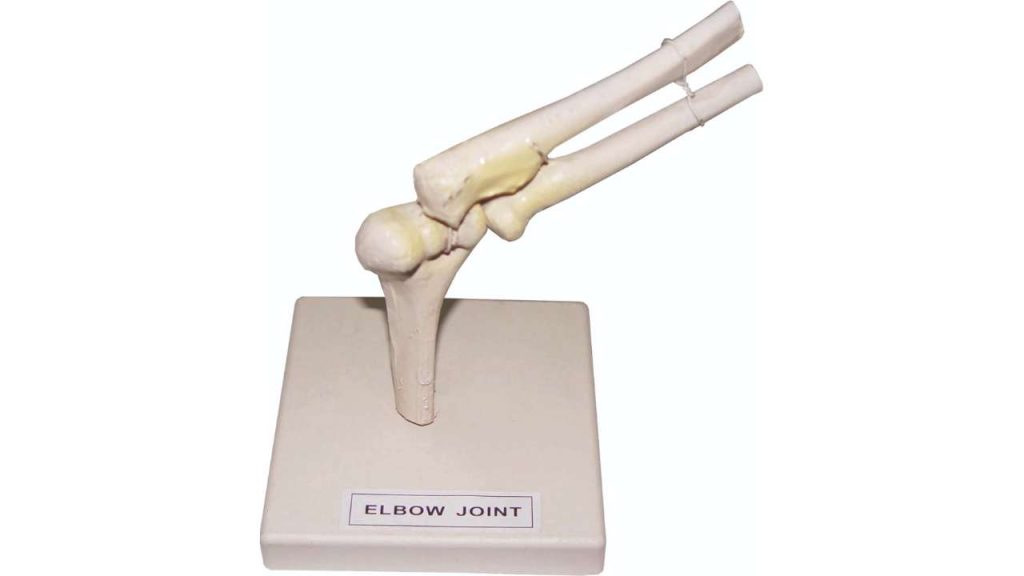 Elbow Joint