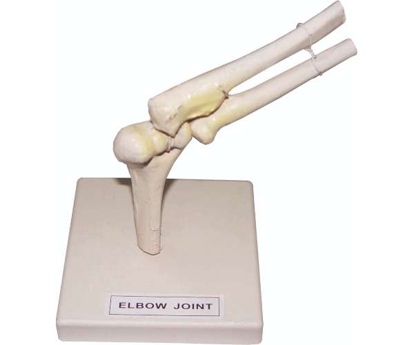 Elbow Joint