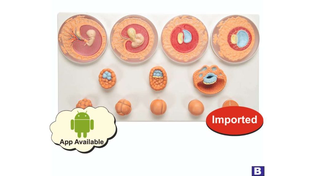 Embryonic Development Model In 12 Stage