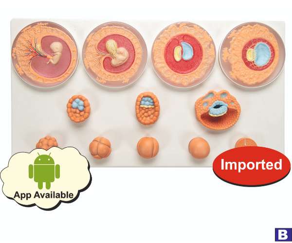 Embryonic Development Model In 12 Stage