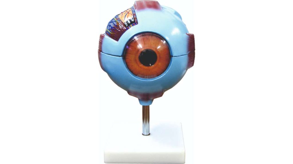 Eye Model