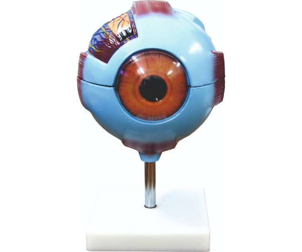 Eye Model