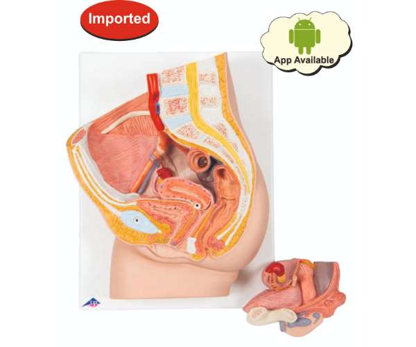Female Pelvis Model In Median Section