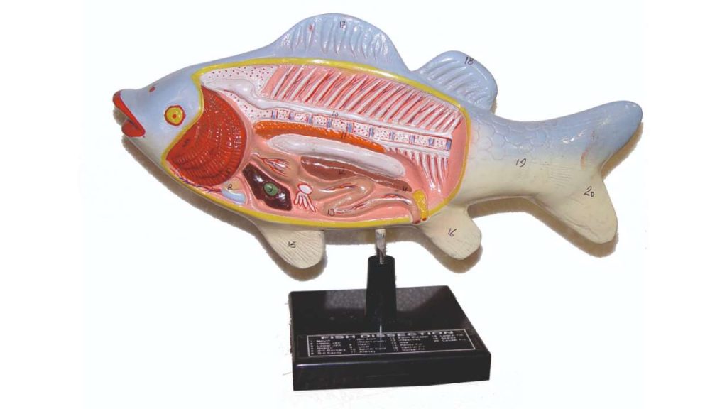 Fish Dissection