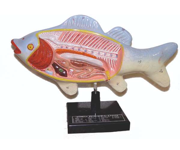 Fish Dissection