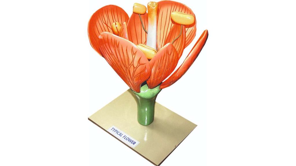 Flower Section Model