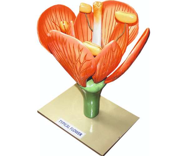 Flower Section Model