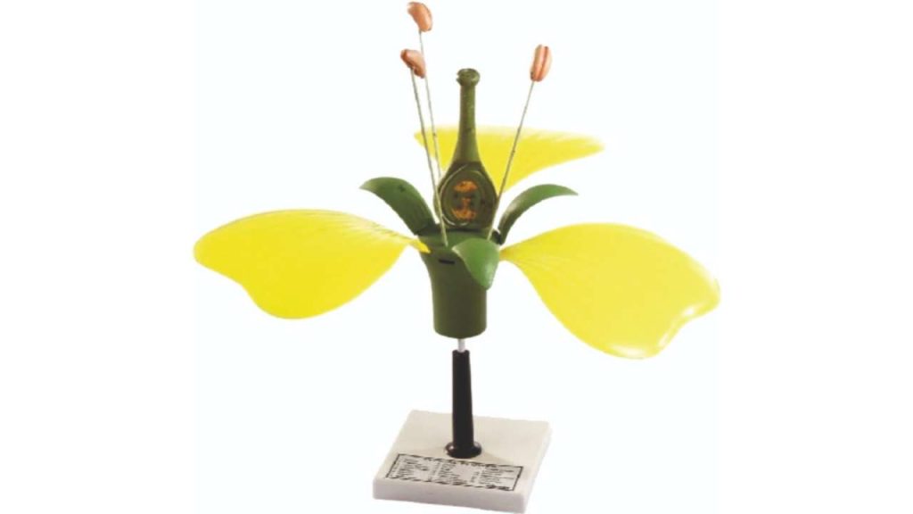 Flower Section Model