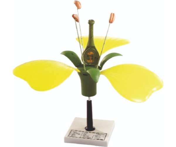 Flower Section Model