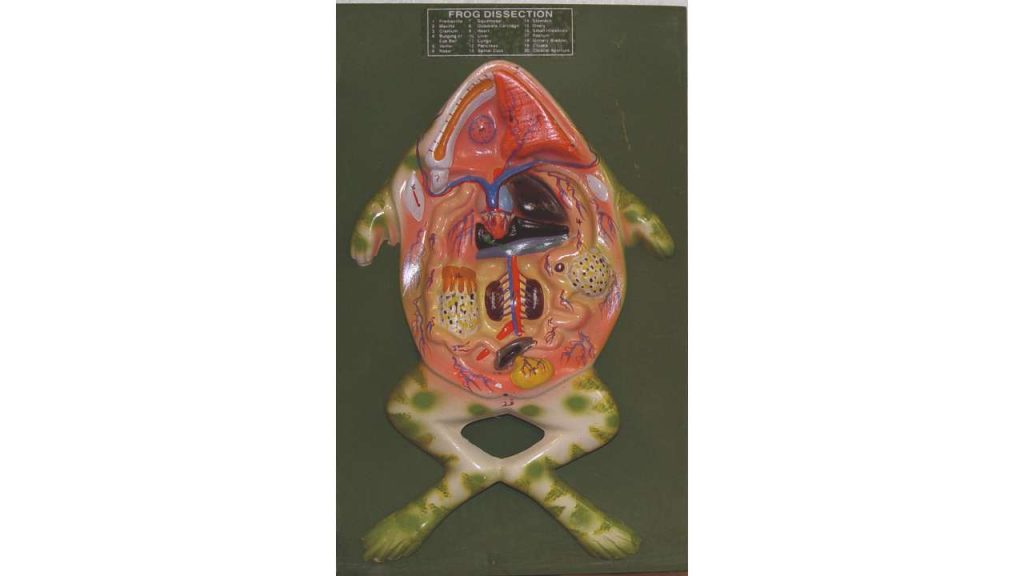 Frog Dissection