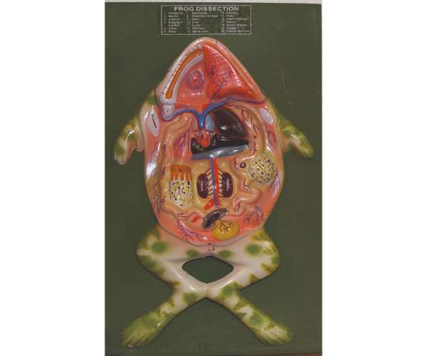 Frog Dissection