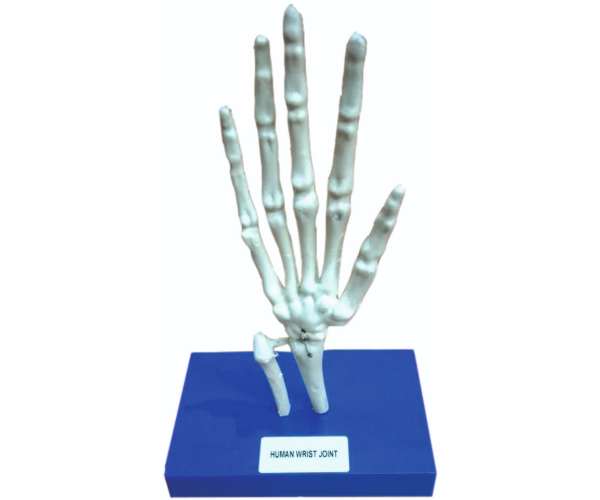 Hand Joint