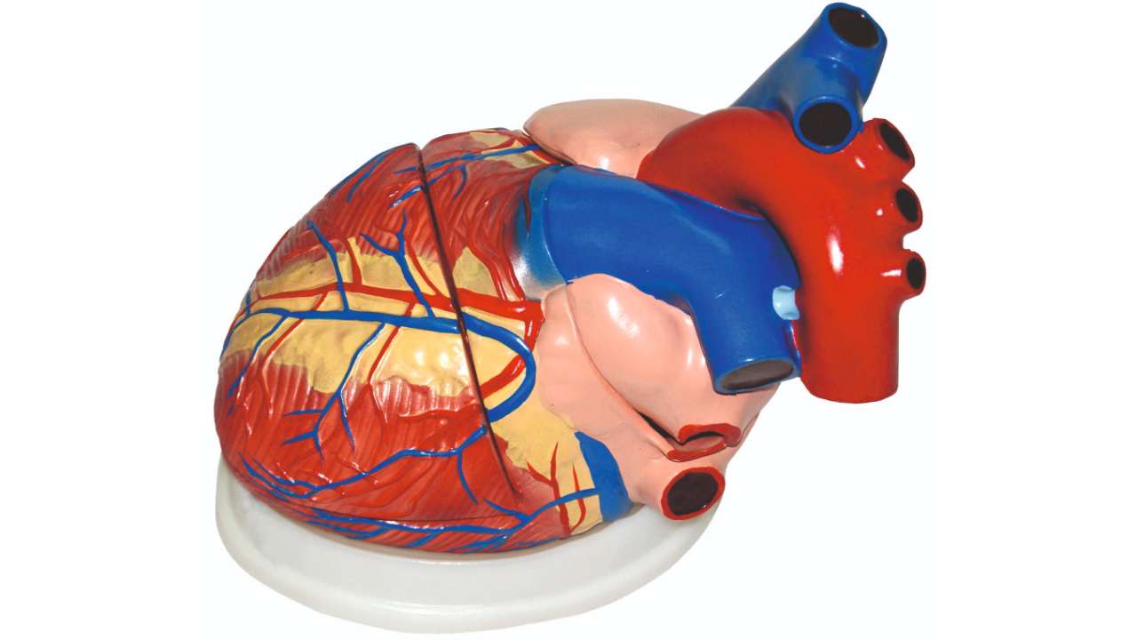 Human Heart Model for Biology Lab Anatomy Study Tool