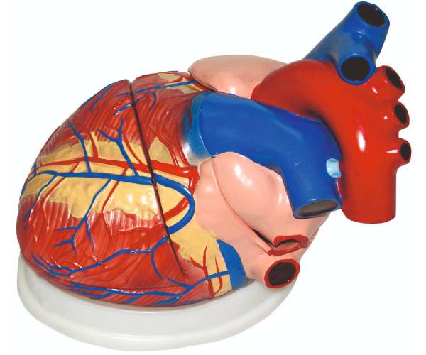 Heart Model