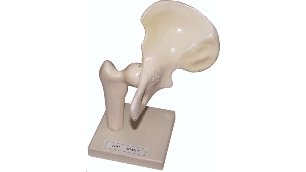 Hip Joint (Ball & Socket Joint)