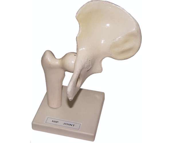 Hip Joint (Ball & Socket Joint)