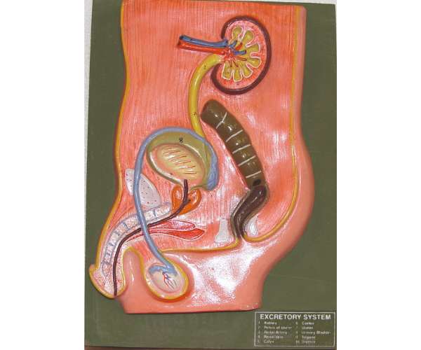 Human Excretory System
