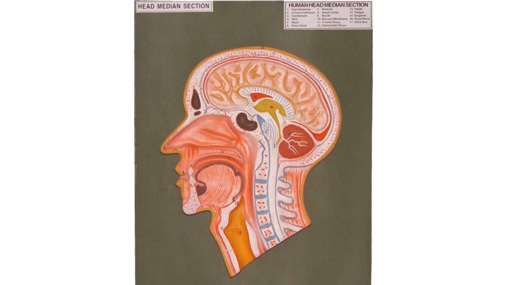 HUMAN HEAD MEDIAN SECTION SJ050