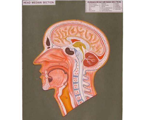 Human Head Median Section
