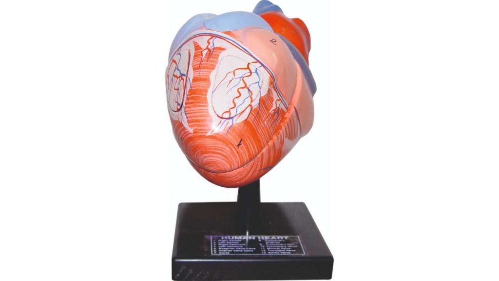 Human Heart (4parts)