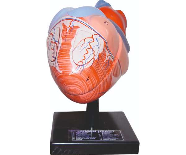 Human Heart (4parts)