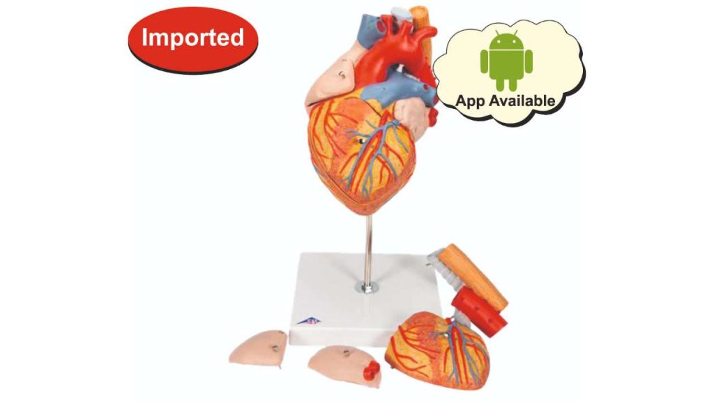 Human Heart Model
