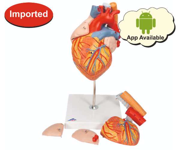 Human Heart Model