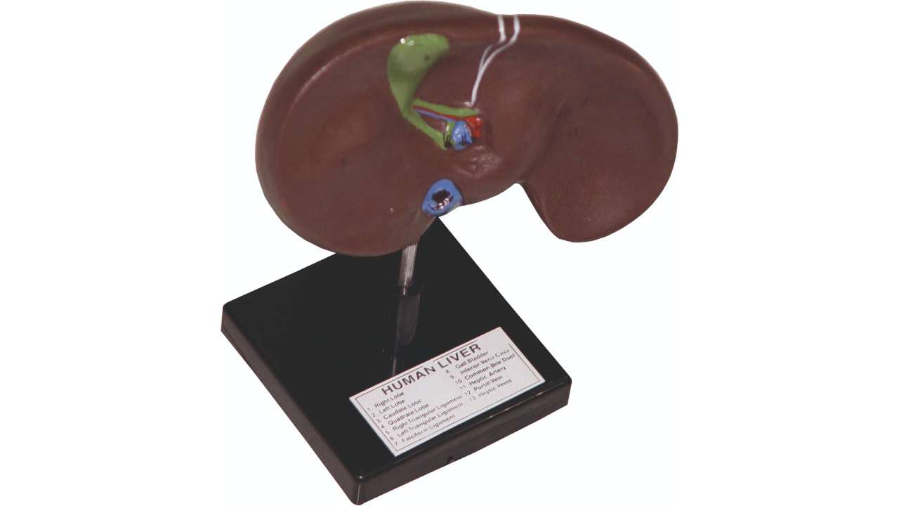 Liver Lab Model Human Liver Model for School Biology Science Labs India