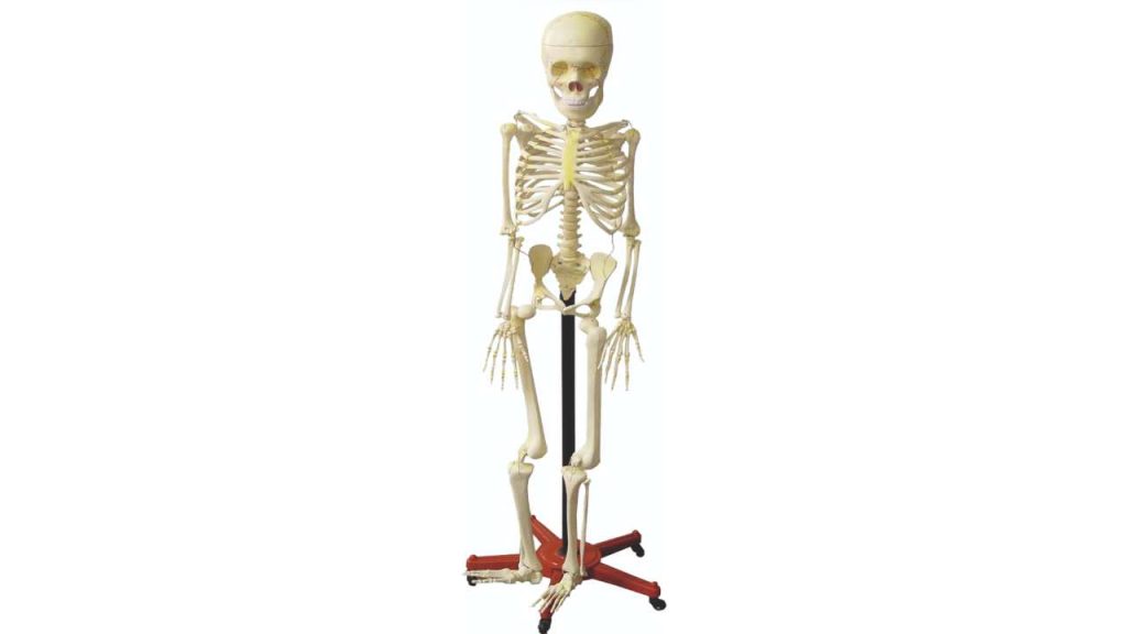 Human Skeleton With Stand