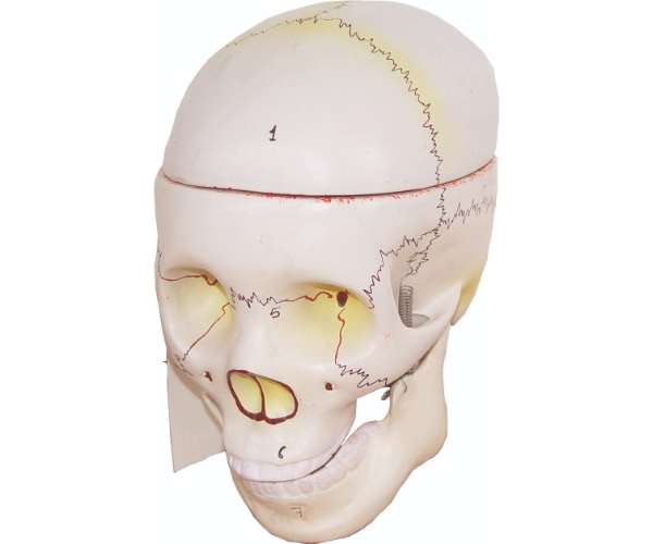 Human Skull