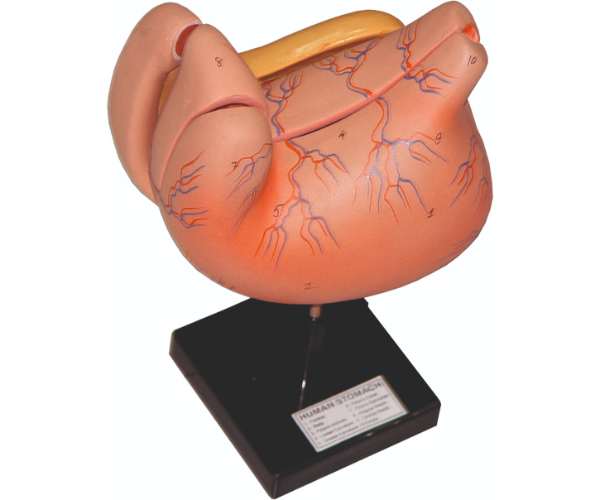 Human Stomach