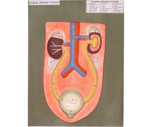 Human Urinary System